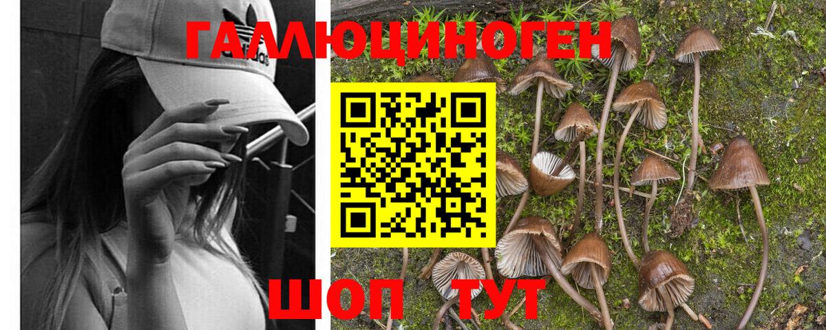Псилоцибиновые грибы Magic Shrooms  Вход с VPN  Псилоцибиновые грибы Psilocybine cubensis  Сунжа 